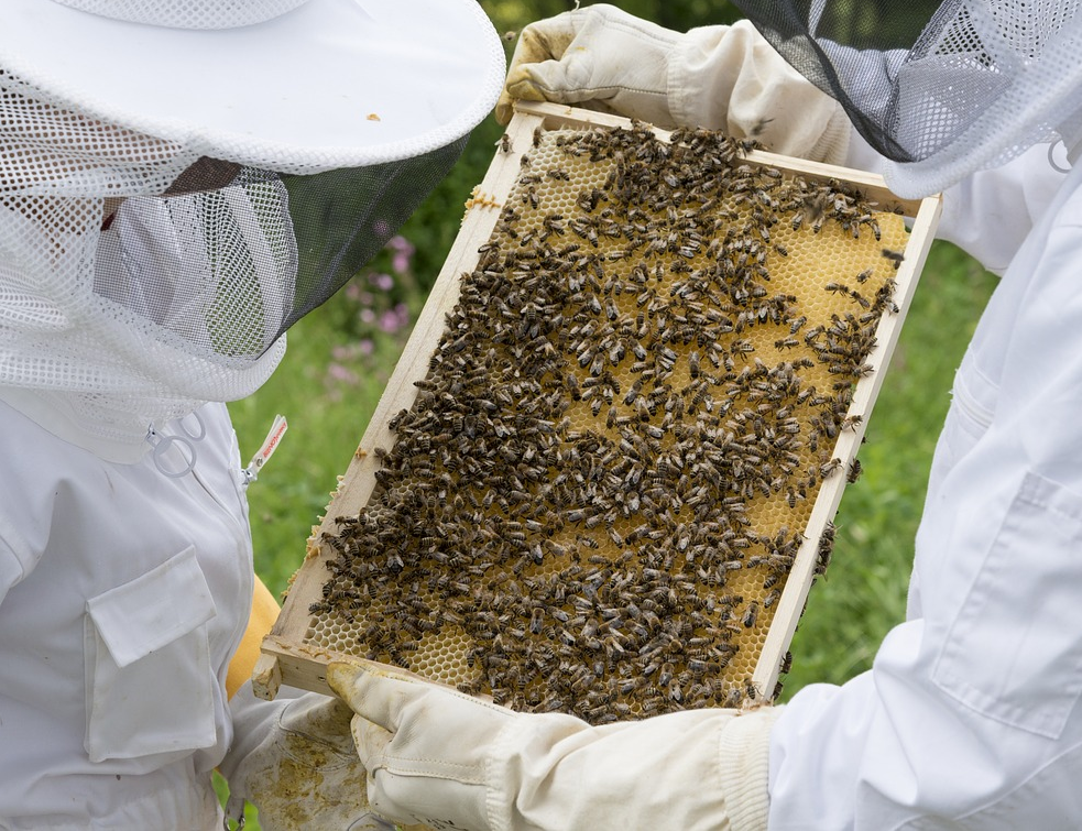 pčelarari-pixabay