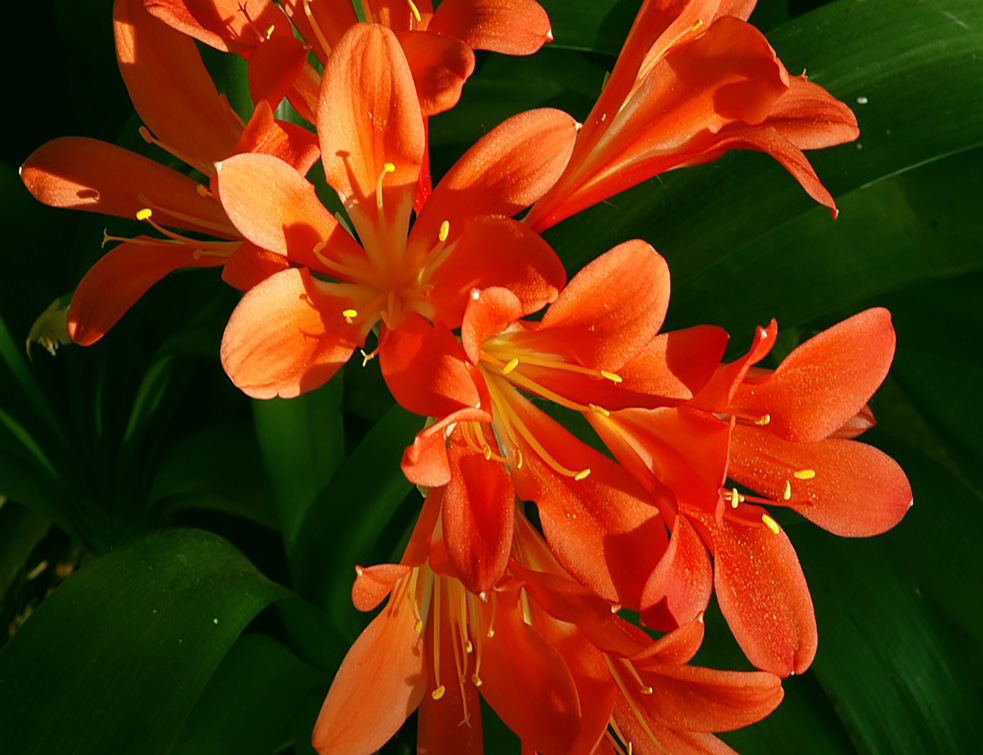 clivia-miniata-228873_960_720