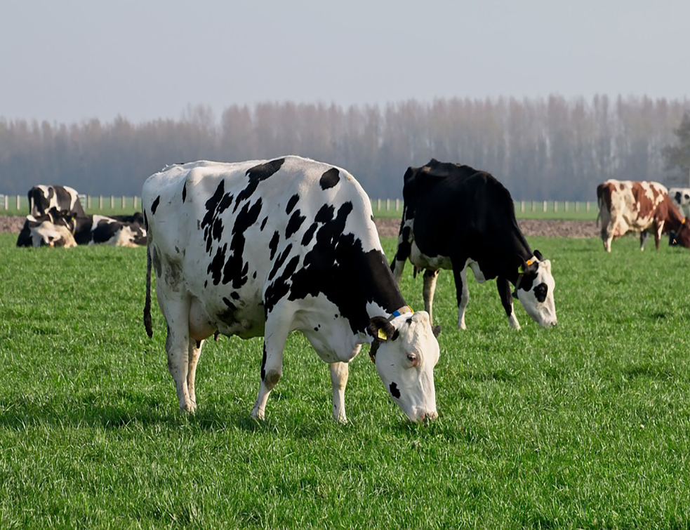 cow-4092161_960_720