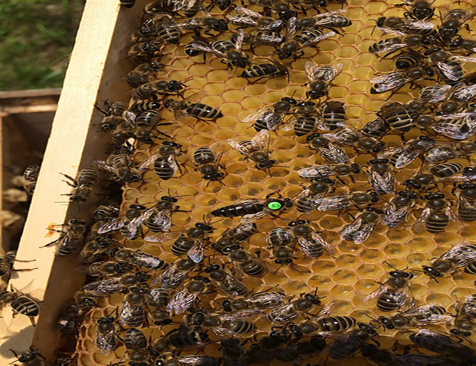 honey-bees-4520250_960_720