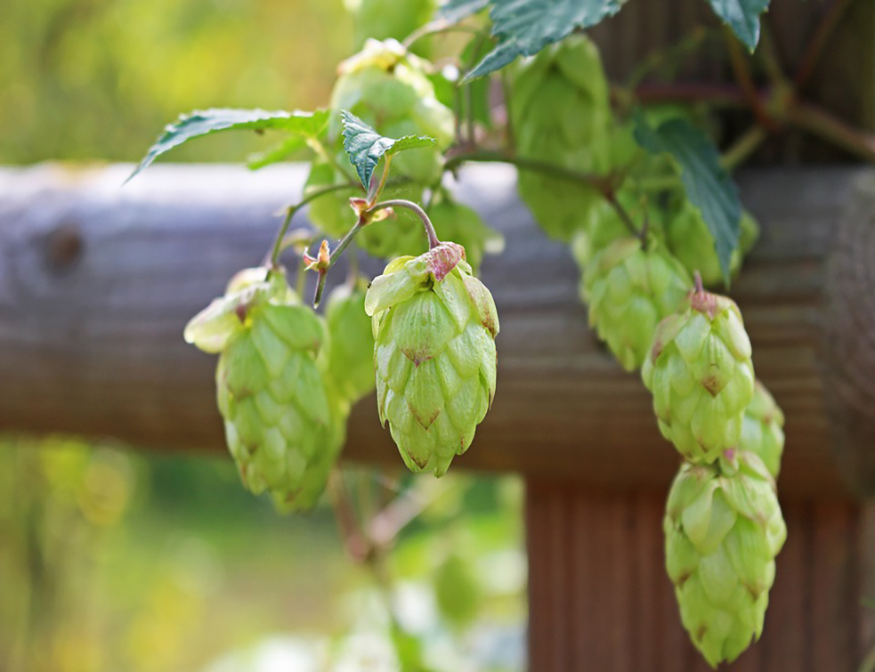 hops-3672302_960_720