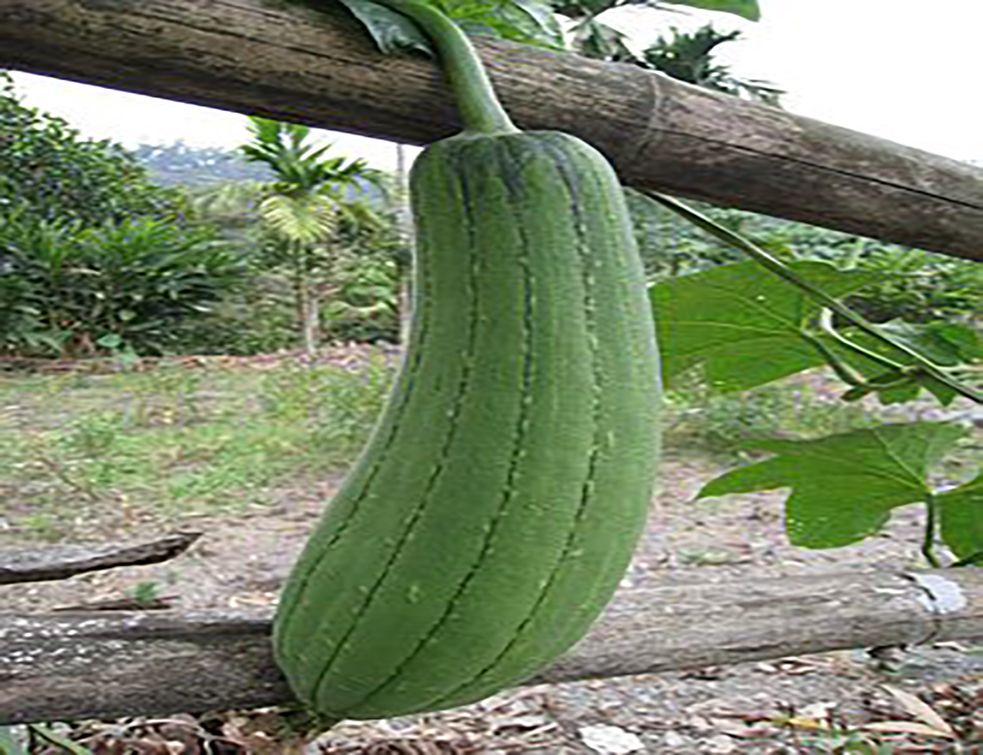 sponge-gourd-2015251__340