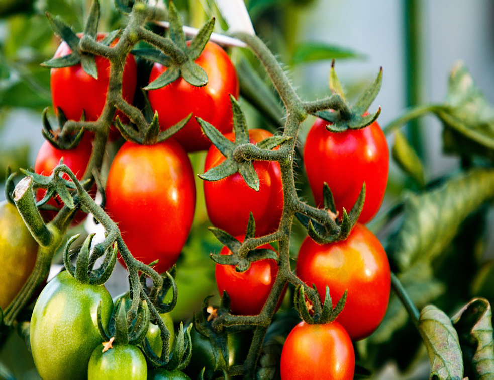 tomatoes-4646329_960_720