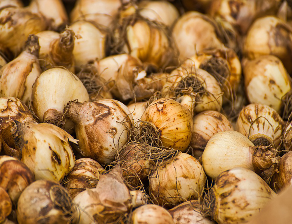 tulip-bulbs-4460401_960_720