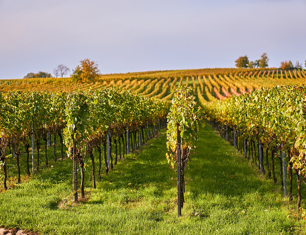 vineyard-4566851_960_720