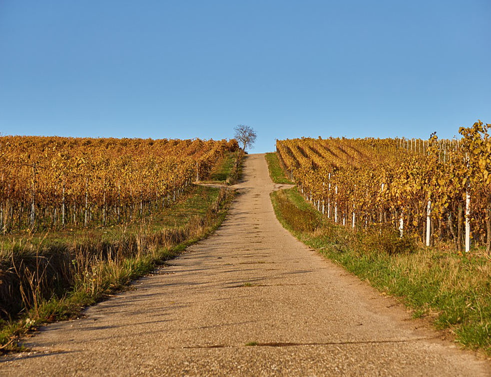 vineyard-4599487_960_720