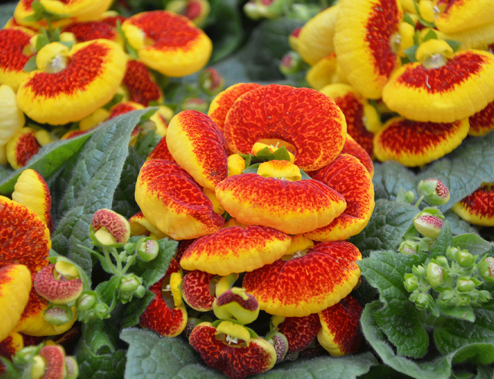 Calceolaria-mix
