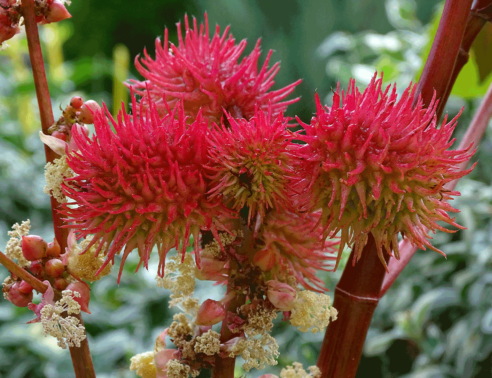ricinus
