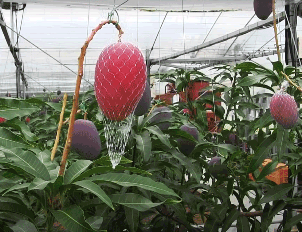 mango1