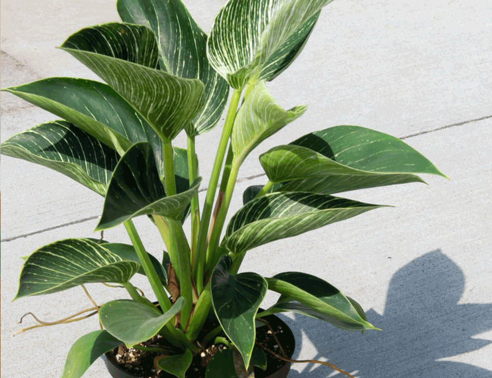 filadendron