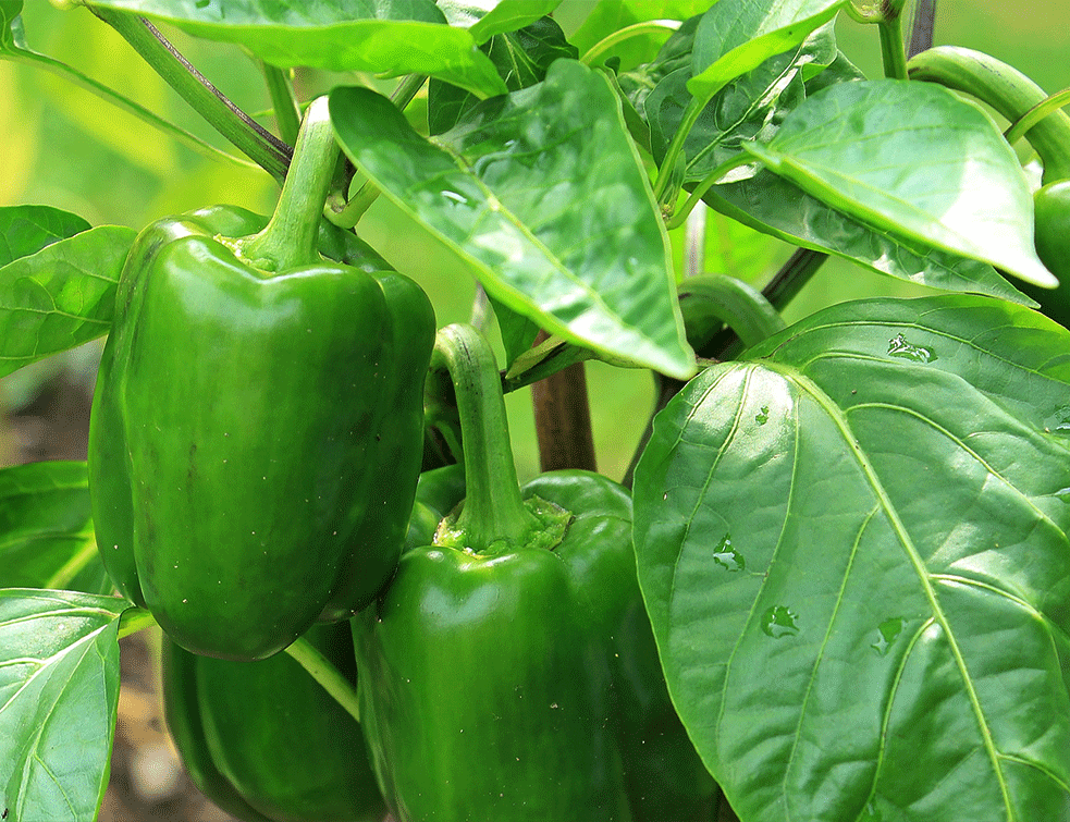 paprika11PX