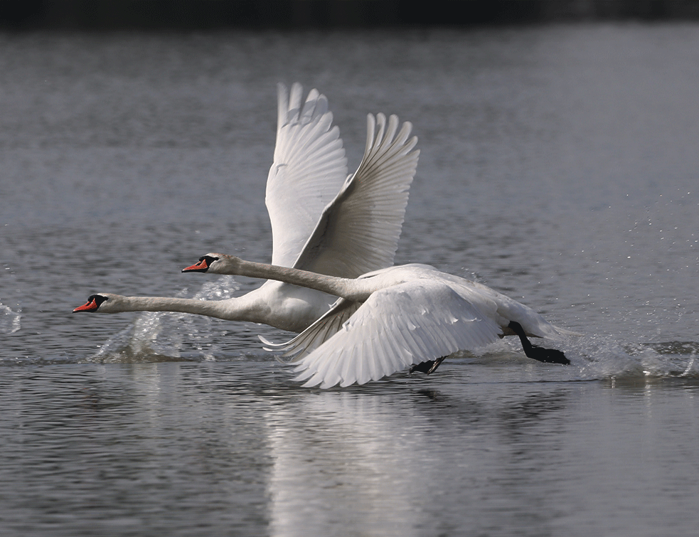 labudoviUnsplash