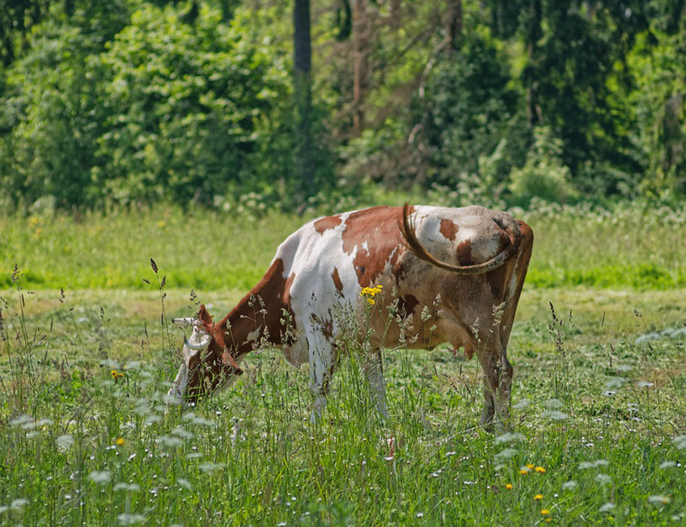 travnjak