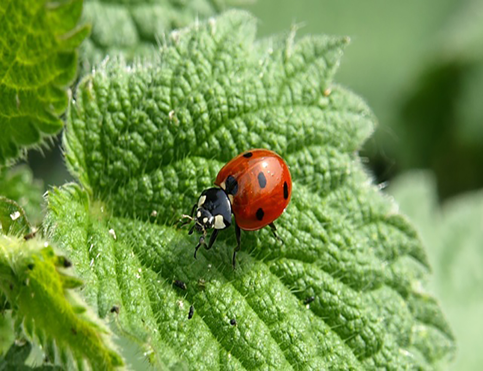 1555941773_ladybug-349456_1920