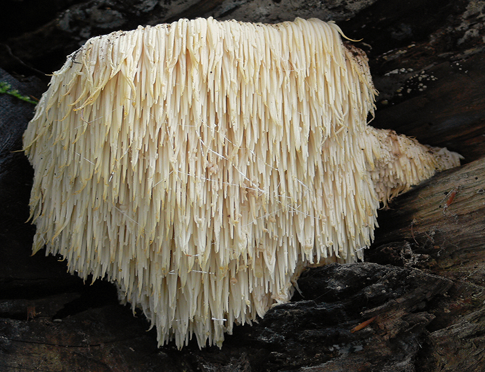 2006-11-03_Hericium_erinaceus_crop