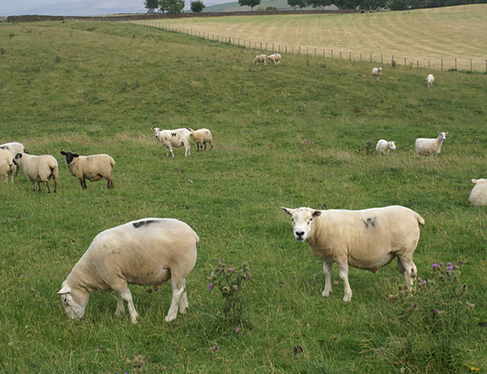 Beltex_Sheep_near_Whygill_-_geograph