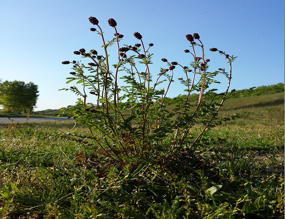 Sanguisorba_minor_sl11