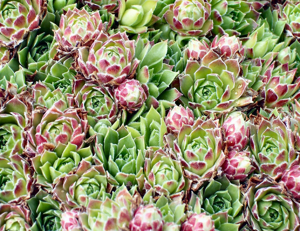 Sempervivum_closeup