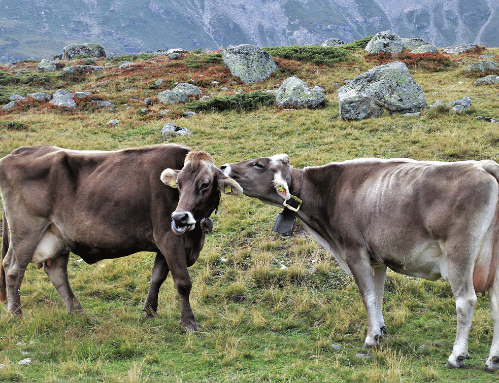 novovaroški-kraj