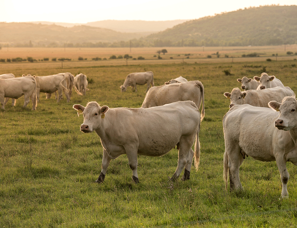 pašnjak