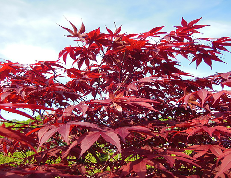 acer-palmatum-114346_960_720