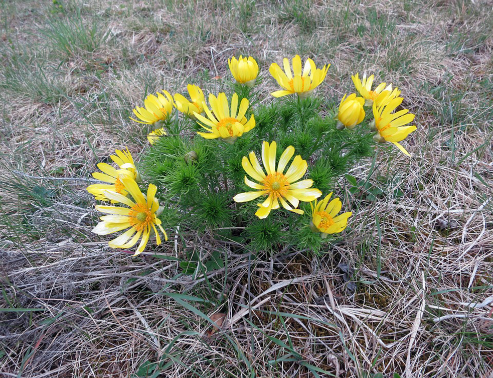 adonis-vernalis-872338_960_720