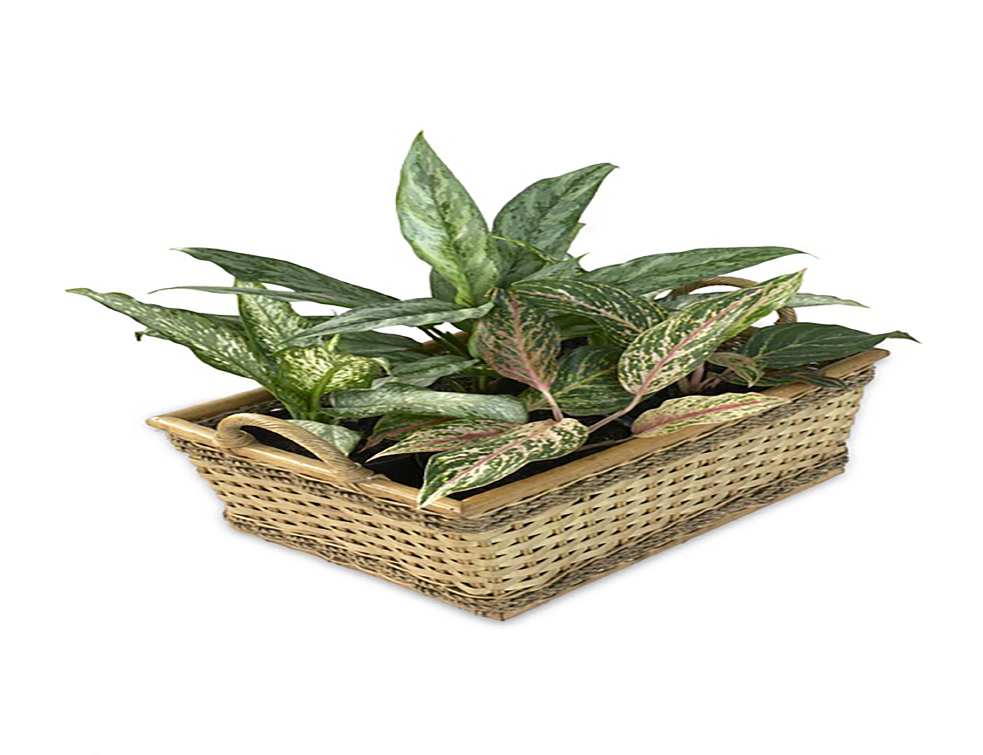 aglaonema-482915_960_720