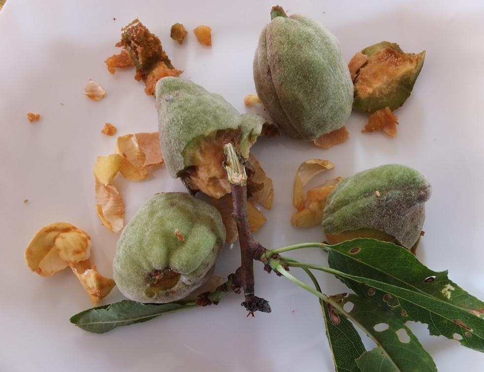 almond-392951_960_720