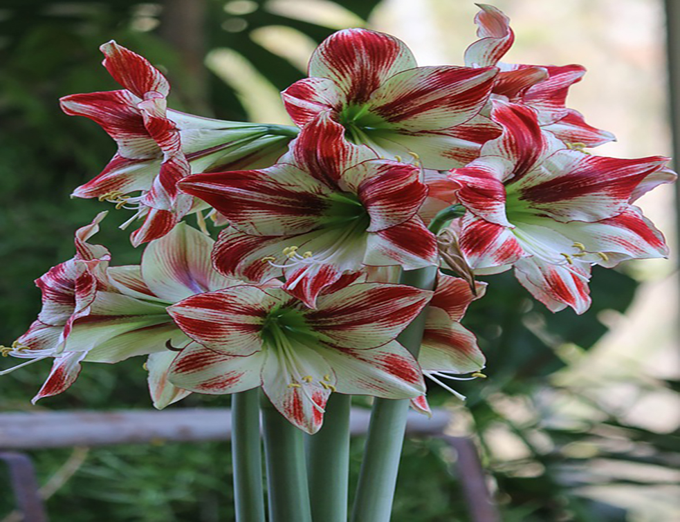 amaryllis-3333640_960_720