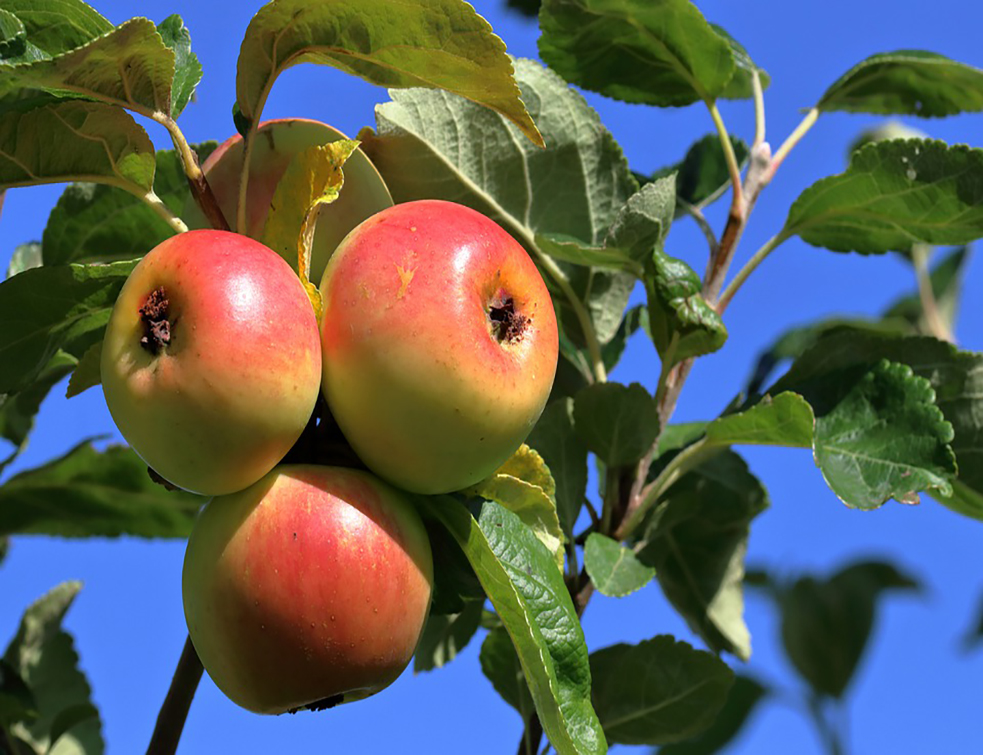 apples-4452318_960_720