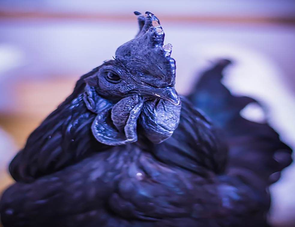 ayam-cemani-4566635_960_720