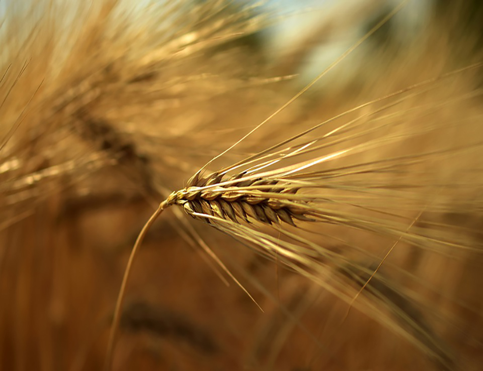 barley-4305844_960_720