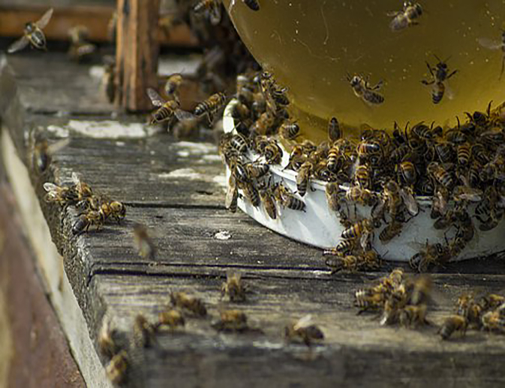 bees-4322014__340
