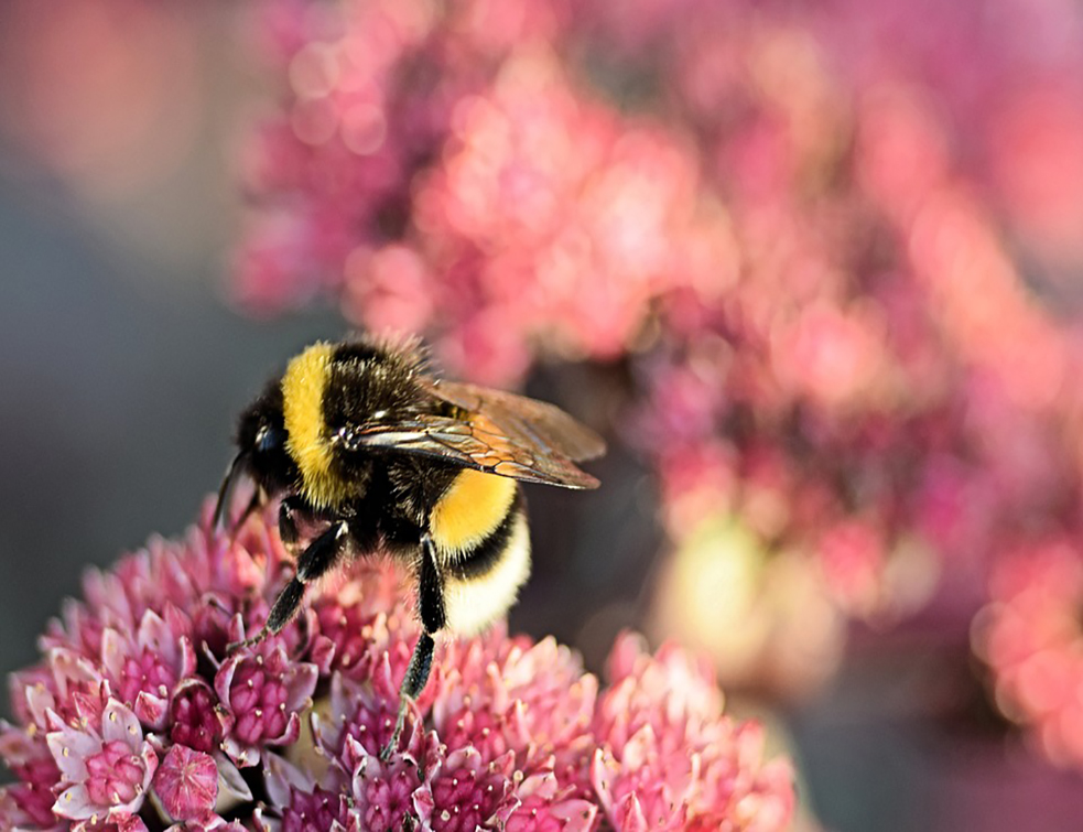 bumblebee-3647445_960_720