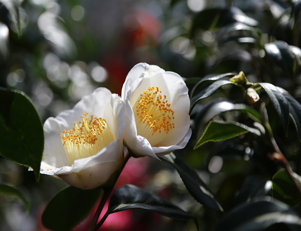 camellia-4392738_960_720