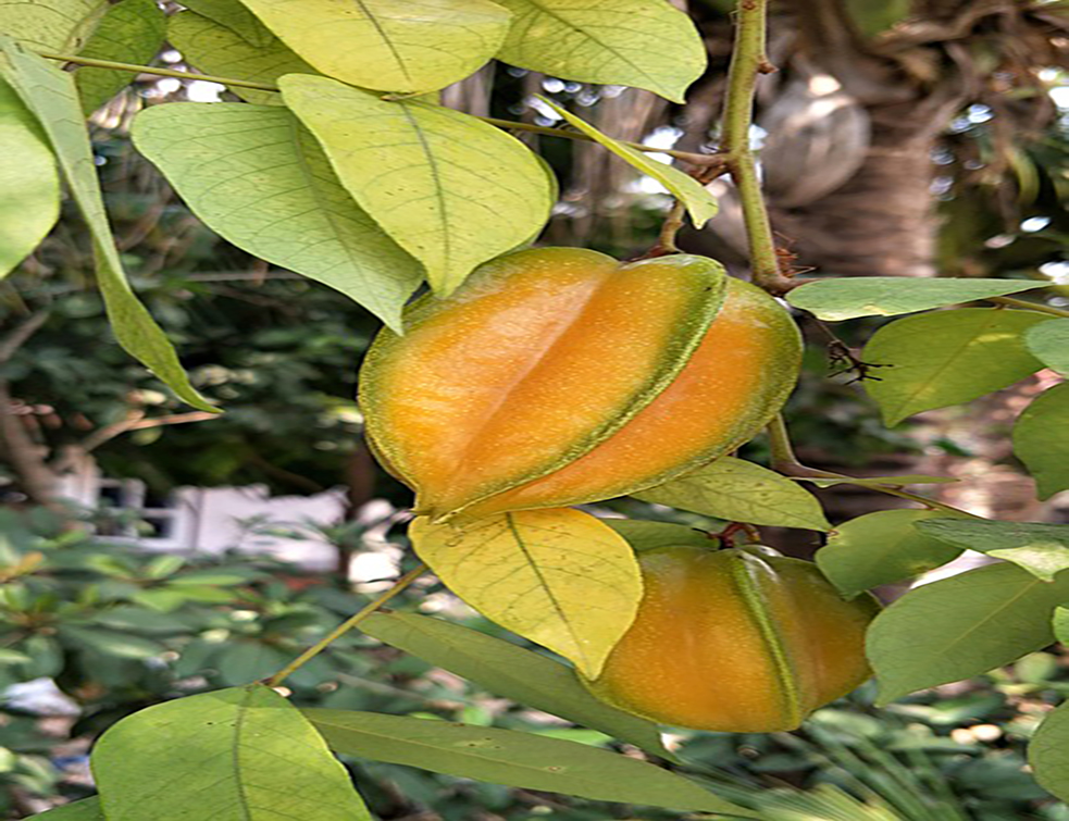 carambola-3160313_960_720