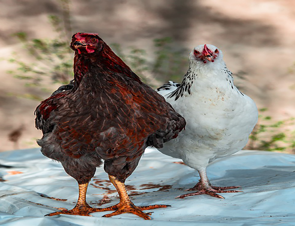 chickens-4207939_960_720