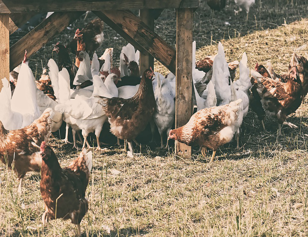 chickens-4595405_960_720