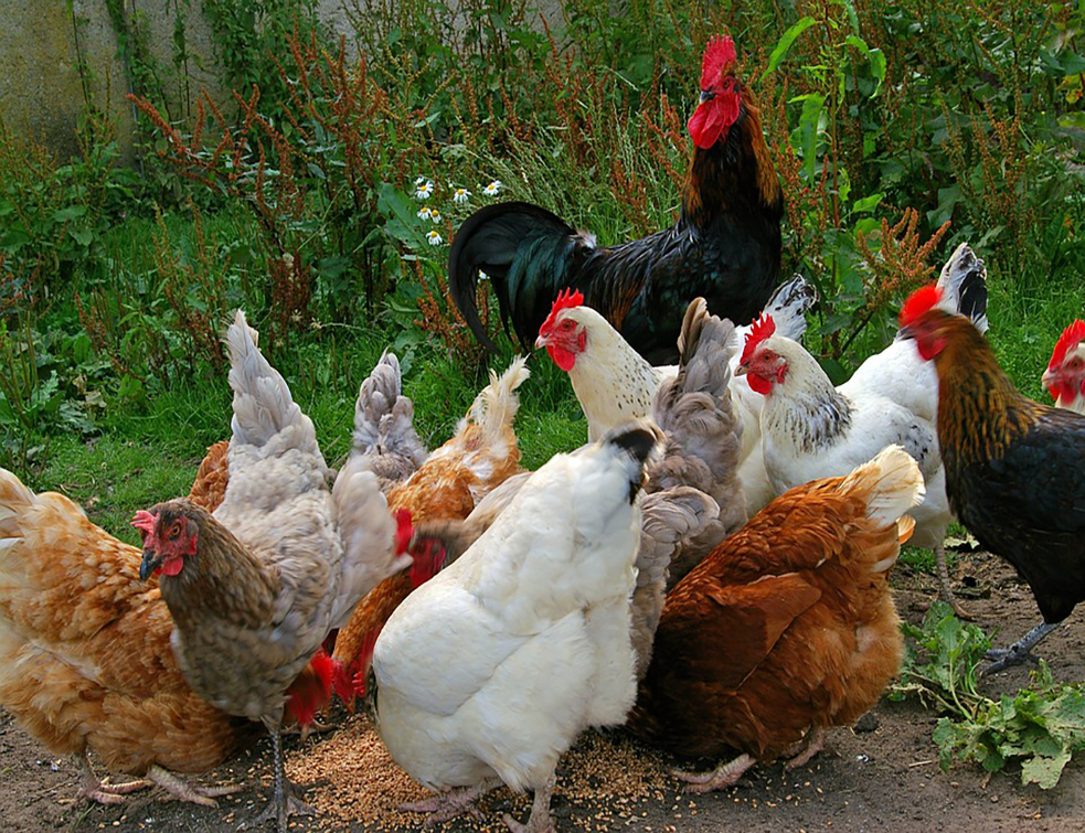 chickens-874507_960_720