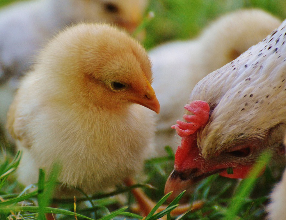 chicks-1572355_960_720