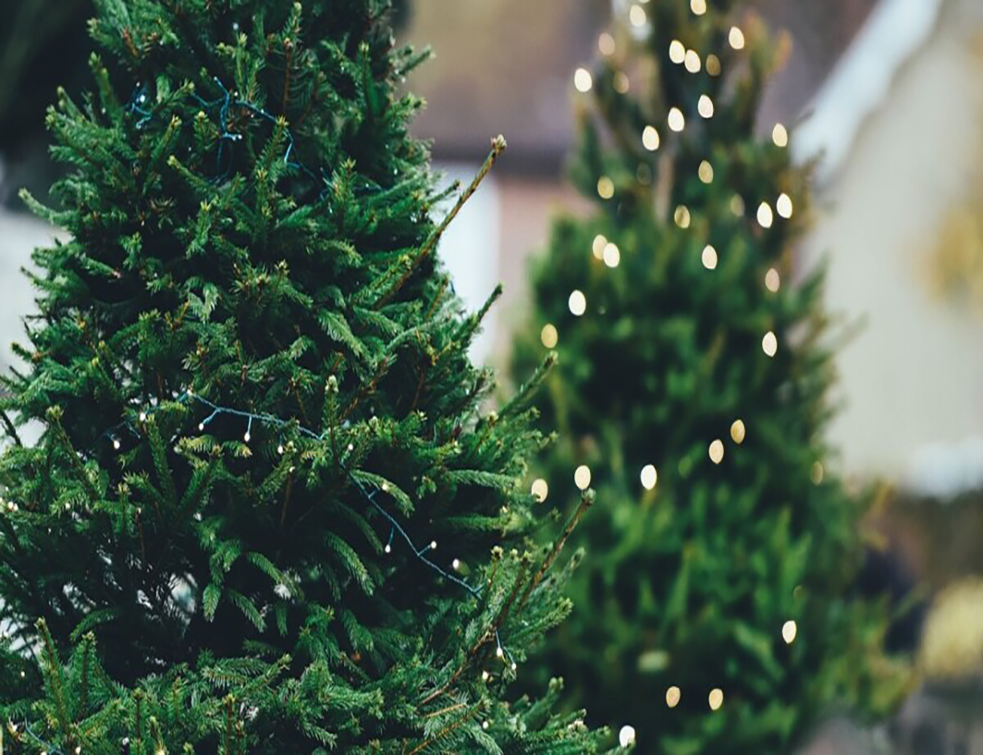 christmas-tree-1149919-1280-1-880x495