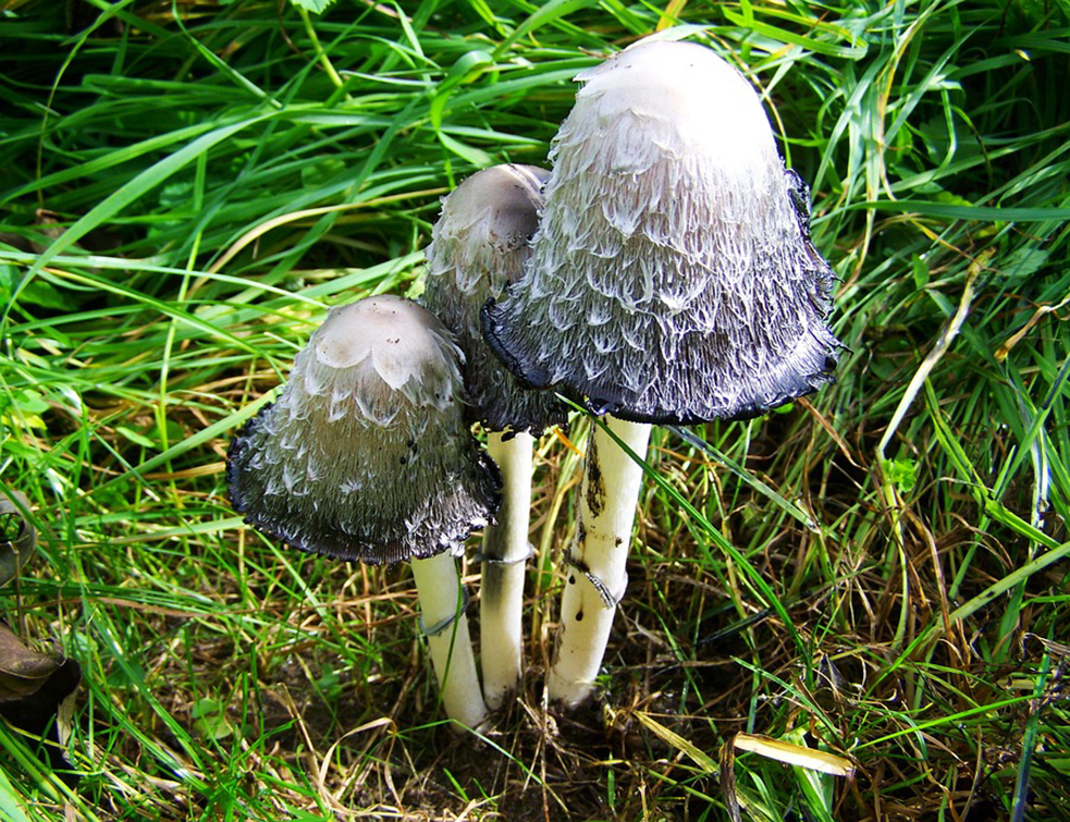 coprinus-comatus-963657_960_720