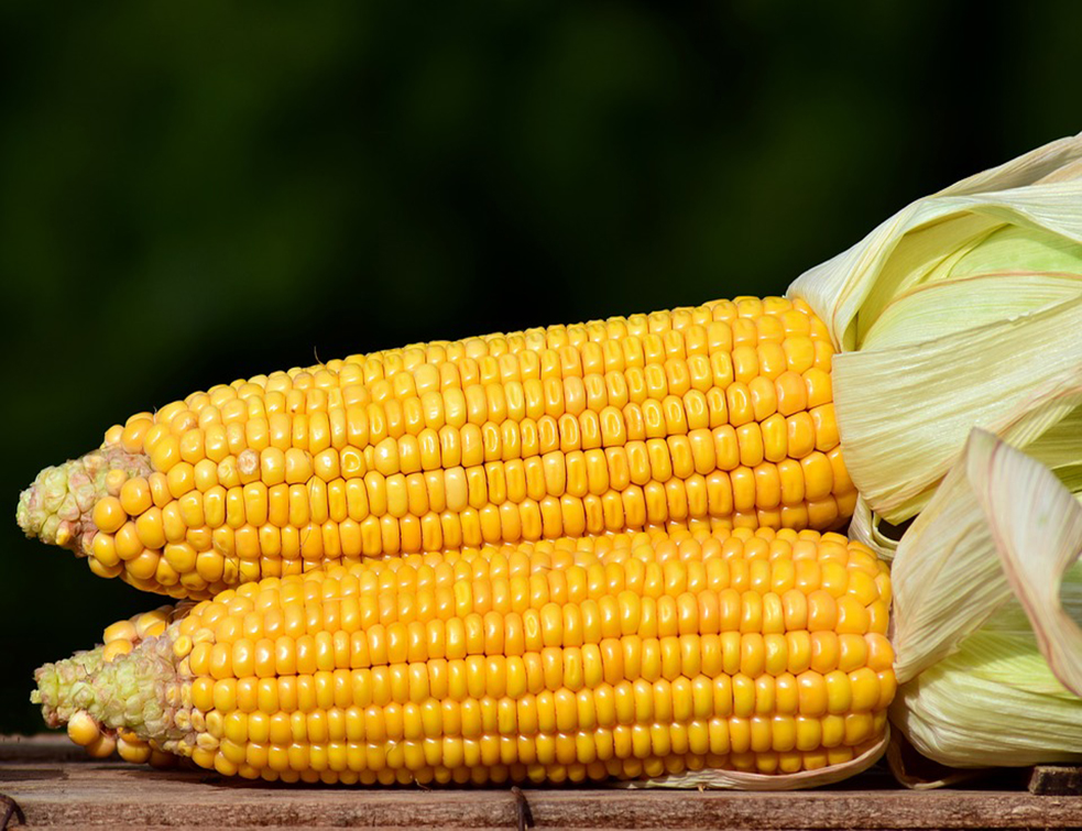 corn-2691456_960_720