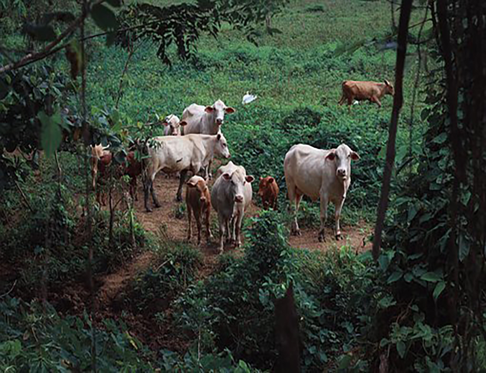 cows-3536058__340