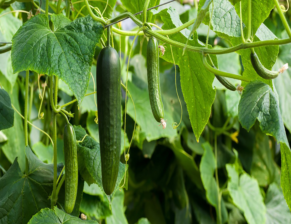 cucumbers-3809535_960_720