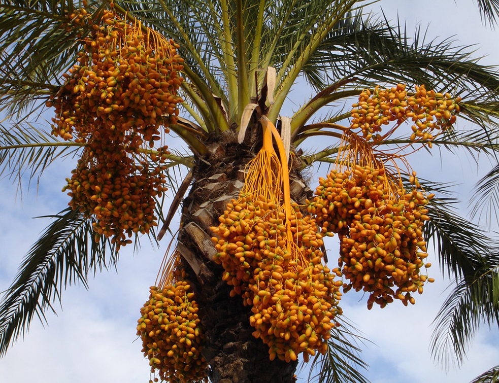 date-palm-223251_960_720