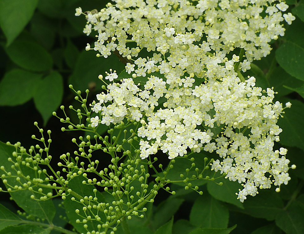 elderflower-2076159_960_720