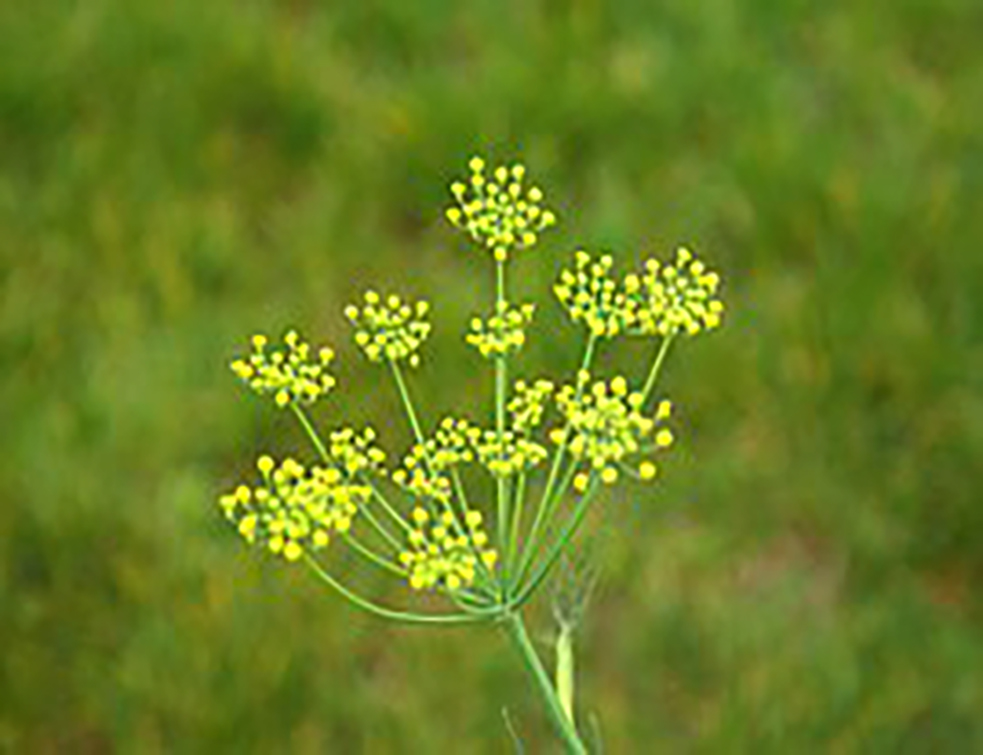 fennel-223059__180