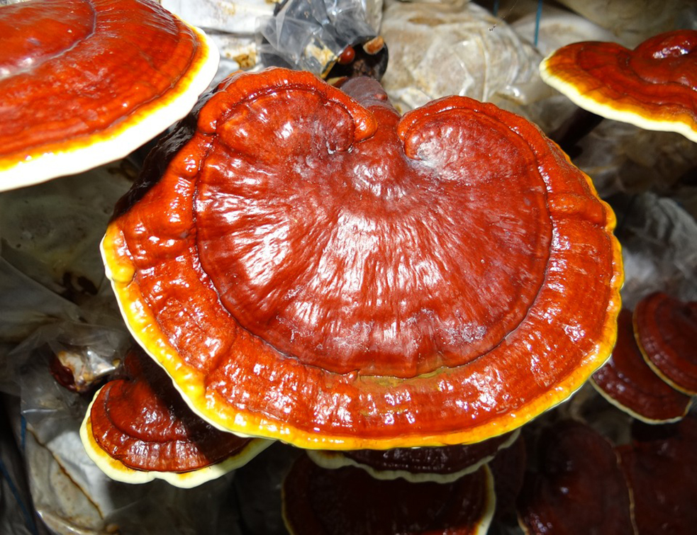 ganoderma-1829862_960_720