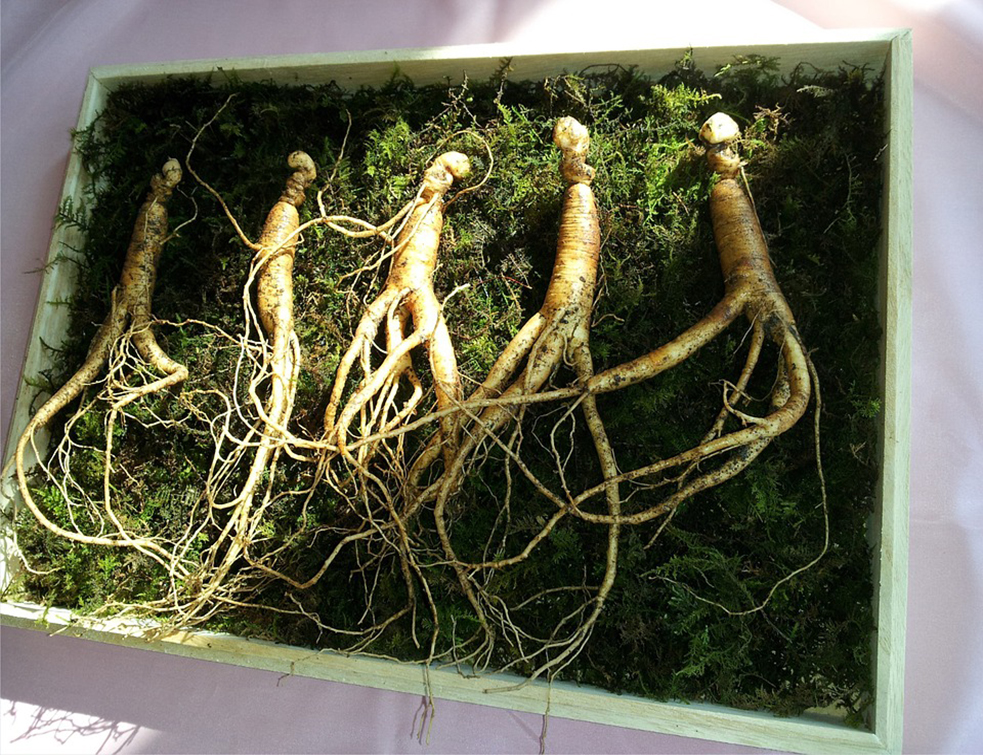 ginseng-641890_960_720